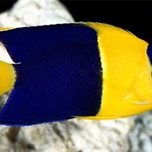 Bicolored Angel Fish
