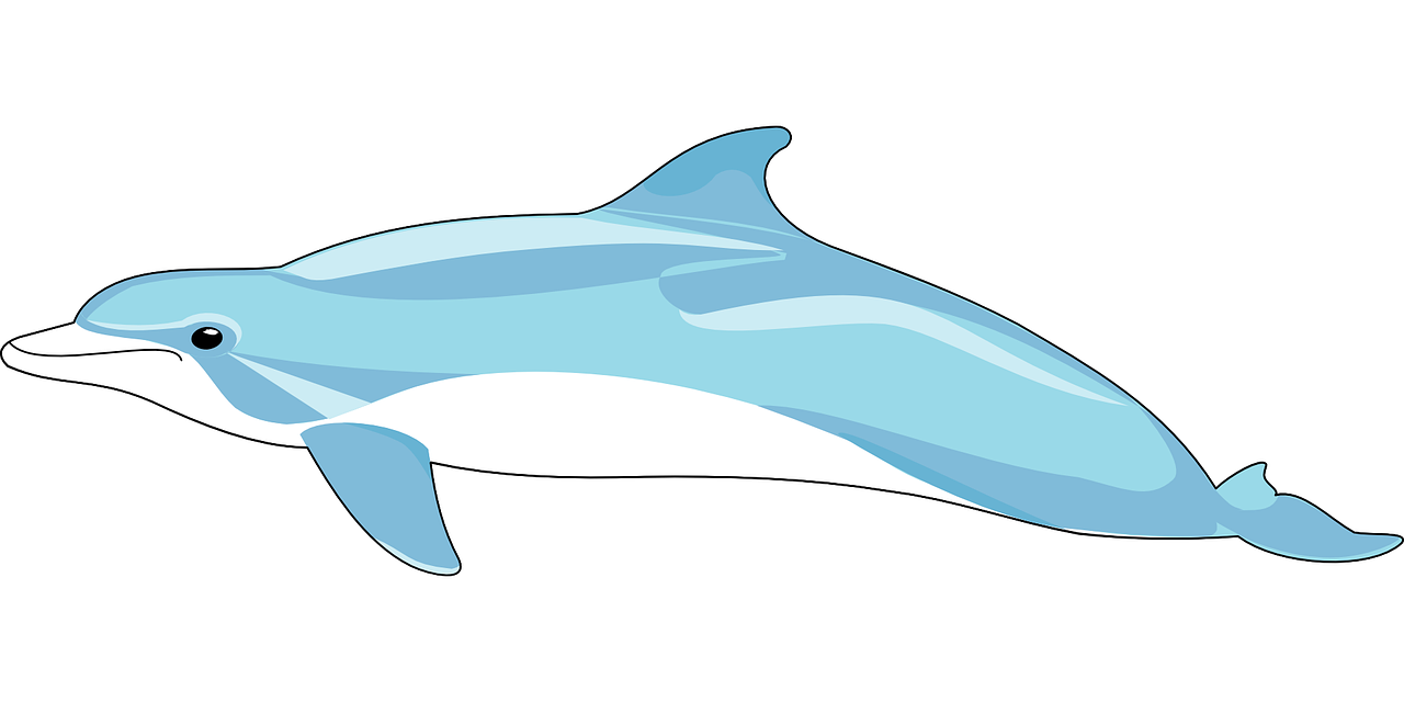 dolphin, mammal, fins-48411.jpg